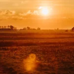 Grass field under warm golden-hour sunlight with clear sky