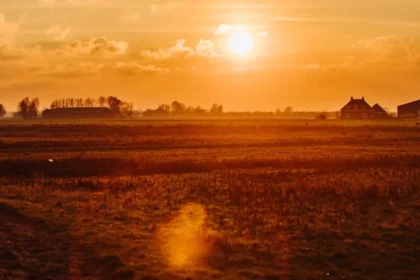 Grass field under warm golden-hour sunlight with clear sky