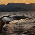 Humpback whale showing its fluke during a sunset dive in Norway's Arctic fjords.
