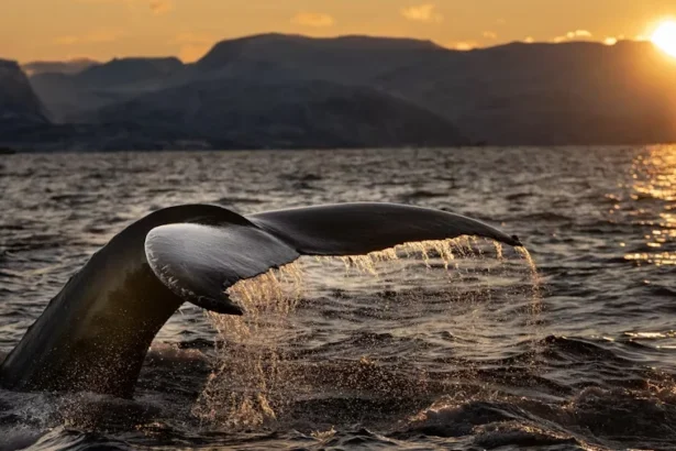 Humpback whale showing its fluke during a sunset dive in Norway's Arctic fjords.
