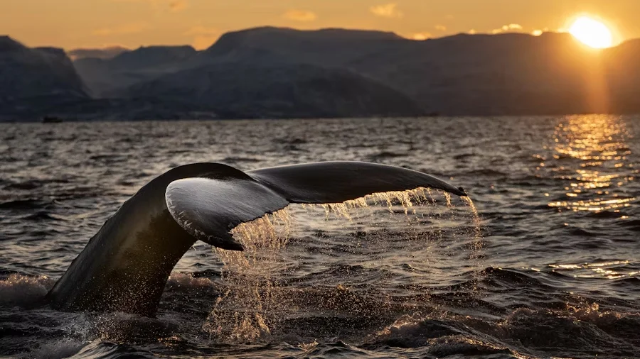 Humpback whale showing its fluke during a sunset dive in Norway's Arctic fjords.