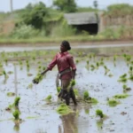 Indian farmer in a green paddy field managing crops.