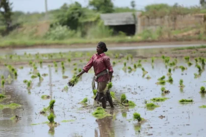 Indian farmer in a green paddy field managing crops.