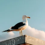 Seagull sitting on metal perch with blue sky and clouds