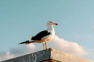 Seagull sitting on metal perch with blue sky and clouds