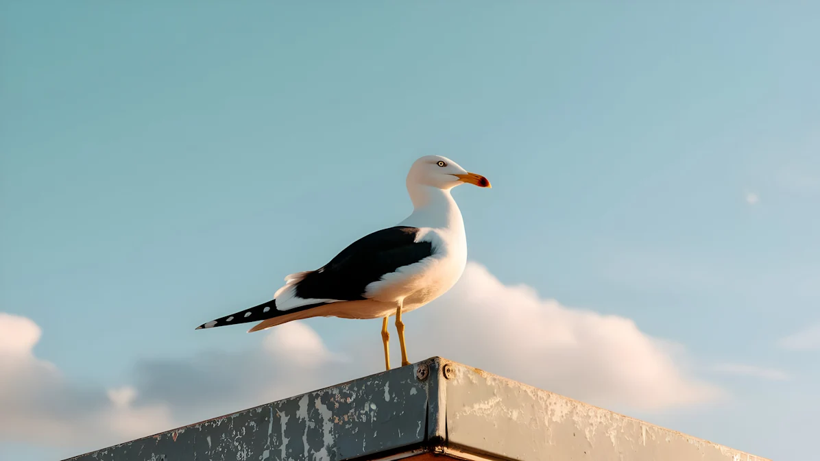 Seagull sitting on metal perch with blue sky and clouds